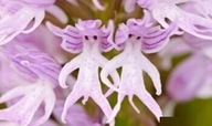 ORCHIDEA MUŽ – SEMENÁ