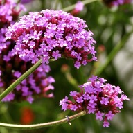 PATAGONSKÝ VERBENA ARGENTÍNSKE Semená - PRIŤAHUJE MOTÝLE BIOSEMENÁ