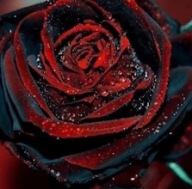 FEKETE VÉR RÓZSA - MAGOK