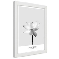 Obraz v ráme, Biely lotosový kvet - 30x45