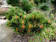 Sosna oścista 'Jvr #142' Pinus aristata
