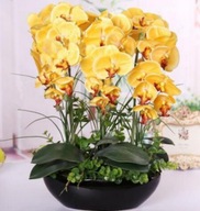 orchidea žltá - semená