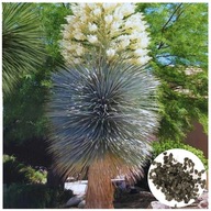 Yucca MROZOODPORNA nasiona Juka Yucca Rostrata duża 10 sztuk