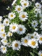 aster alpejski White - doniczka 0,5 l