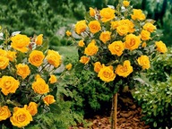 Róża na pniu Żółta Duży Kwiat Igat. 2ocz- paszport