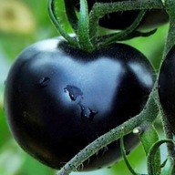 Pomidor Black Cherry czarny koktajlowy nasiona