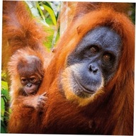 Karnet kwadrat z kopertą Sumatran Orangutan and