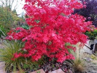 Javor dlaňolistý ATROPURPUREUM červený