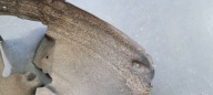 A5 8T LIFT mudguard left left front front MATERIAL 8T0821171M