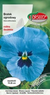 Braček modrý veľkokvetý semená Torseed krásne kvety do záhrady