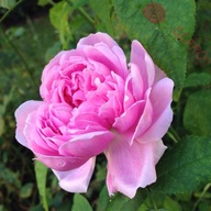 Róża historyczna - Jacques Cartier PORTLANDZKA MOCNO PACHNĄCA DONICZKA 4L