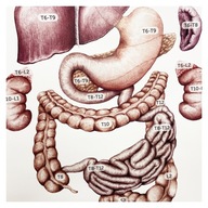 Anatomická tabuľa lekárska doska VISCERÁLNA SÚSTAVA 68X98 CM