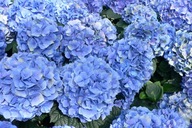 Záhradná hortenzia Modré gule 1-669