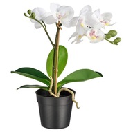 IKEA FEJKA umelá orchidea biela 28cm