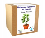 KAWA ARABICA drzewo kawowe prezent dla chłopaka