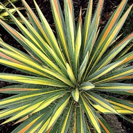 Yucca filamentosa 'Color Guard' 1l (Juka karolińska)