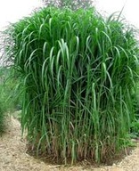 Trawa ozdobna miskant olbrzymi Miscanthus giganteus sadzonka w pojemniku