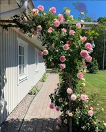 Róża pnąca/parkowa - Kremowo-różowa OBFICIE KWITNĄCA DONICZKA 6 LITRÓW