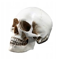 Lifesize 1: 1 Ludzka czaszka Model repliki Żywica