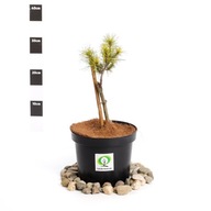 'Diggy' fenyő (Pinus strobus) - Palánták az iskolából