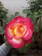 Róża wielkokwiatowa żółto-różowa PRZEPIĘKNA bardzo łatwa w uprawie - balot