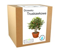 Zestaw do uprawy Bonsai Drzewko Truskawkowe owoce