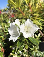 Azalia japońska 'PLEASANT WHITE' | Rhododendron