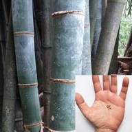 Dendrocalamus Sericeus Bambus Olbrzymi Giant Bambo