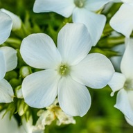 Phlox chocholatý 'Early White' kvetináč P11