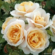 Róża rabatowa - Lions-Rose ADR KREMOWA OBFICIE KWITNĄCA KORDES DONICZKA 4L
