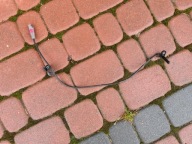 Sensor ABS heck hinten links Opel Mokka 95328629