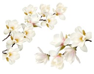 MAGNOLIE białe kwiaty naklejki na ścianę 100x60cm