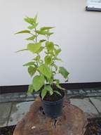 hortensja krzewiasta 'Annabelle' 30-40cm .