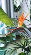 Strelicja reginae Strelicja królewska rajski ptak SADZONKA 35 cm