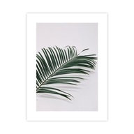 Plagát palmový list 30x40 cm Plagát príroda