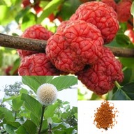 Červená Africká Broskyňa-Nauclea Latifolia tropické ovocie 10 semien