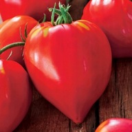 Sadzonka rozsada Pomidor Malinowy Bawole Serce