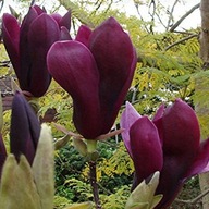 Magnolia Nigra duża roślina odpornana mróz 150 cm