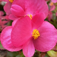 Begonia svetloamarantová neustále kvitnúce SEMENÁ TORSEED