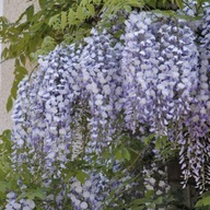 Glicynia (Wisteria) chińska Amethyst fioletowa, pięknie pachnie 2L