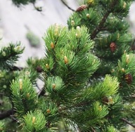 Sosna Górska Hakowata Pinus Uncinata WIELOLETNIA Duża 3 Letnia Sadzonka 3l