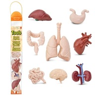 Narządy wewnętrzne Człowieka. Organy anatomia figurki w tubie Safari Ltd.