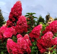 Hortensja Bukietowa Melba Fraise Najpiękniejsza