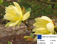 Magnolia ŻÓŁTA