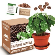 Zestaw do Uprawy DRZEWKO KAWOWE kawa arabica