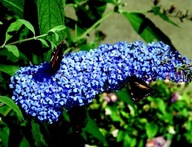 Budleja EMPIRE BLUE SILNE MODRÁ Motýľový ker