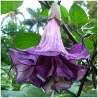 Bielenie Surmikvet – Purpurová (Datura Metel Purple) semená 3 ks