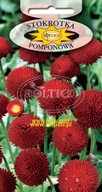 Semená Pomponova sedmokráska červená