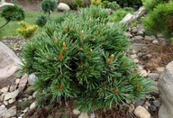 Sosna oścista 'Steven' Pinus aristata