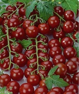 Pomidor gruntowy koktajlowy BLACK CHERRY 0,5 g. nasiona PNOS PLENNY !!!